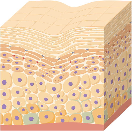 illustrated macro view of aged skin